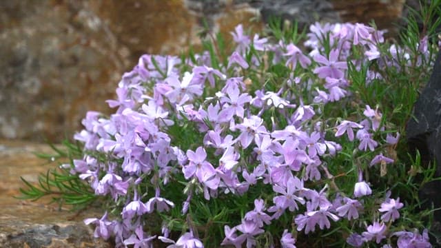 Morning dew on vibrant purple flowers in the garden