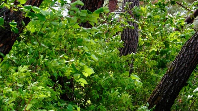 Dense green foliage in a summer forest