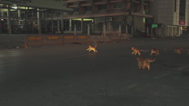 Monkeys Walking on the Street at Night