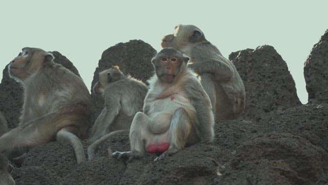 Monkeys Resting on a Stone Structure in Ancient Temple