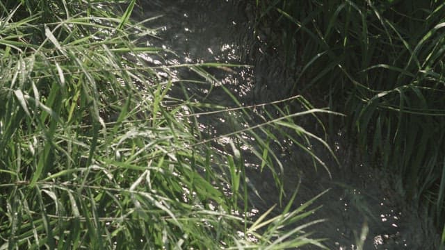 Serene Stream Amidst Lush Green Grass