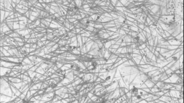 Microscopic View of Organisms in Motion