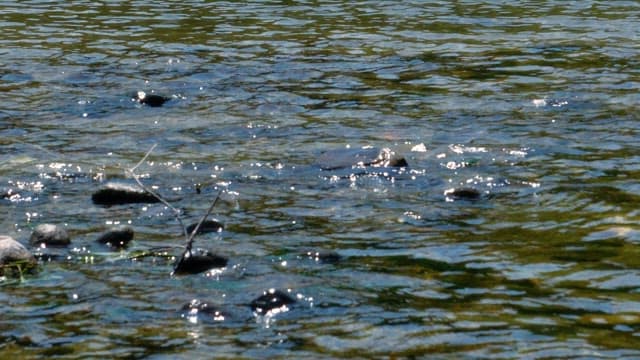 Clear, sunlit stream with shining rocks