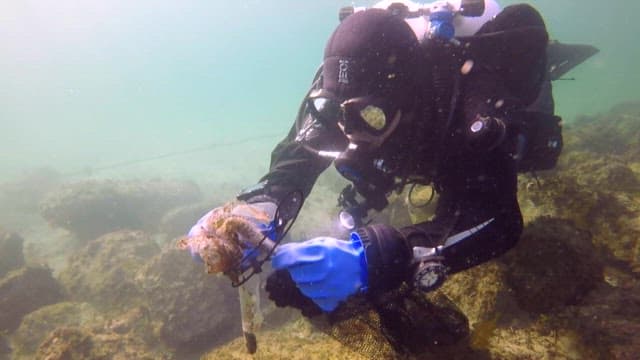 Diver rescues fish trapped in discarded plastic in the ocean