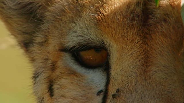 Intense Close-Up of a Cheetah's Eye