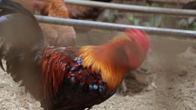 Korean native chickens eating feed in a chicken coop