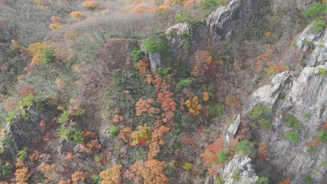 Autumn forest with colorful foliage