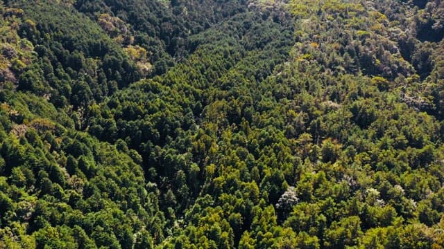 View of a dense green forest covering rolling hills in the daytime