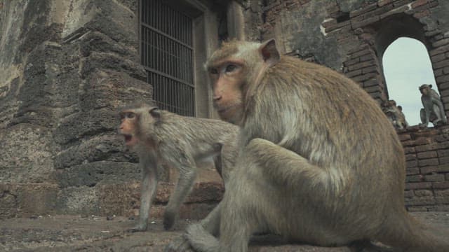 Monkeys Sitting on an Ancient Stone Structure