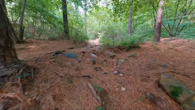 Unspoiled Forest Trail and Rugged Streams