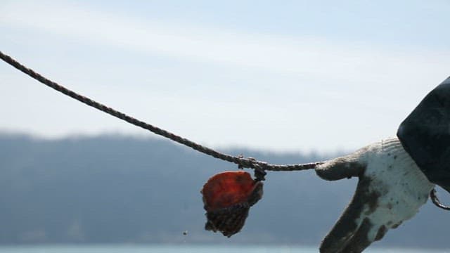 Gloved hand holding a shell on a rope