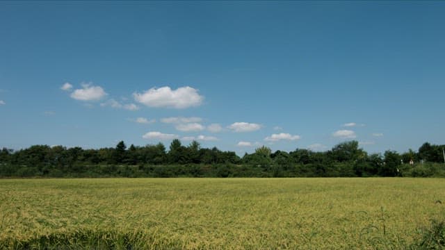 Sunny Day at a Lush Yellow Rice Field