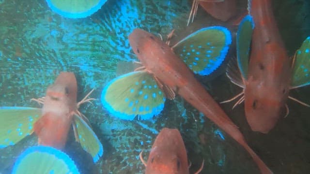 Gurnard with colorful fins caught in a net