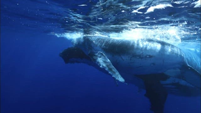 Humpback whale swimming below the surface