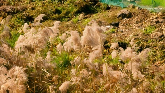 Tall reeds swaying in the breeze on a sunny day