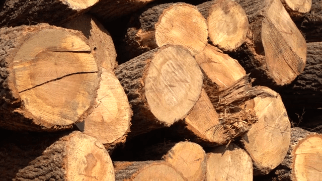 Stacked logs with visible tree rings
