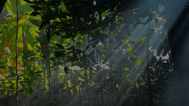 Sunlight filtering through a dense forest