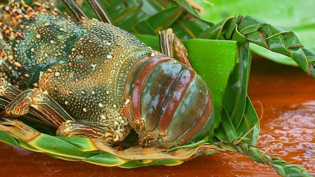 Vibrantly colored crayfish resting on green leaves