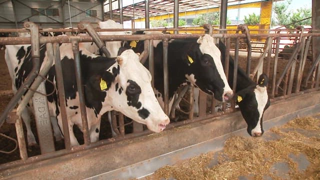 Milk cows feeding in a barn