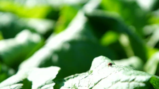 Green leaf with small insects crawling on them