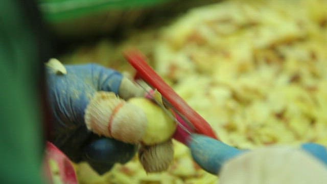 Hands peeling chestnuts with gloves