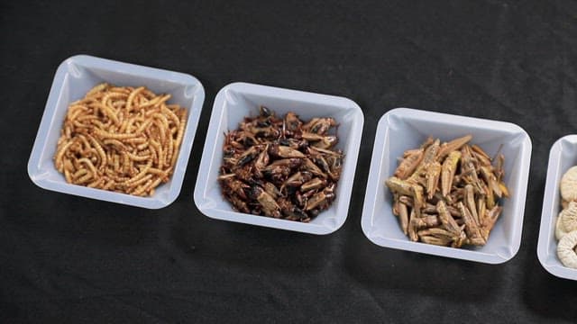 Various edible insects in plastic containers