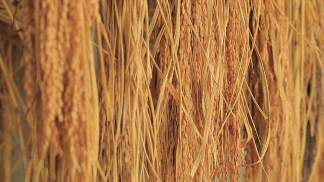 Korean native rice being dried for milling