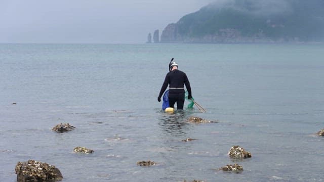 Haenyeo wearing a diving suit collecting shellfish in shallow coastal waters on a cloudy day