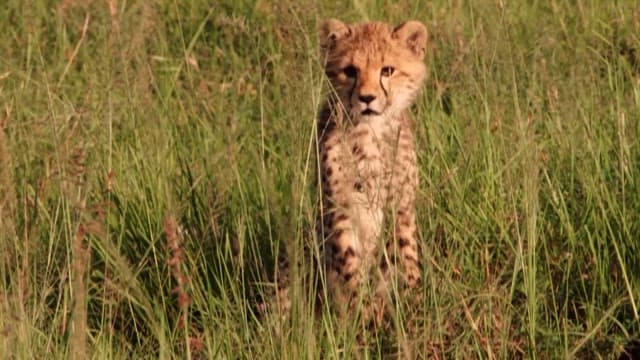 Cheetah Cub Exploring the Grassland
