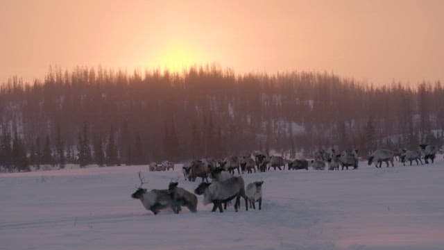 Reindeer Herd at Sunset in Snowy Landscape