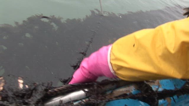 Harvesting Seaweed from farm