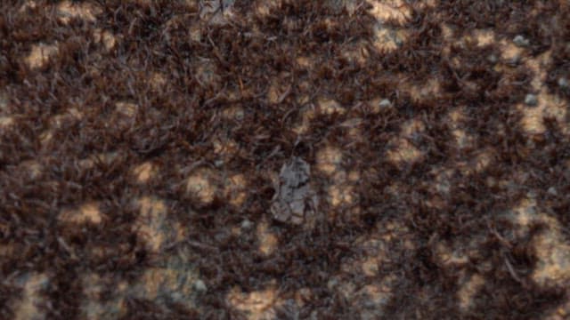 Seaweed attached to rocks
