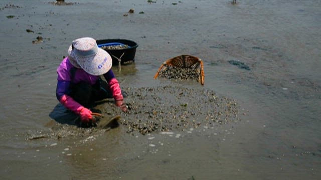 Person collecting seashells at low tide