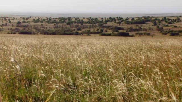 Open Field of Tall Golden Grass