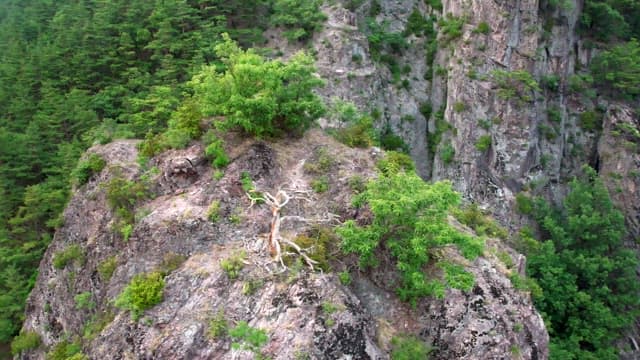 Serene Mountain View with Lush Foliage