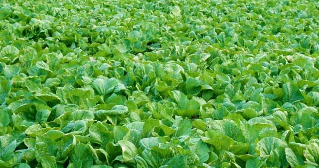 Lush Green Lettuce Field in Daylight