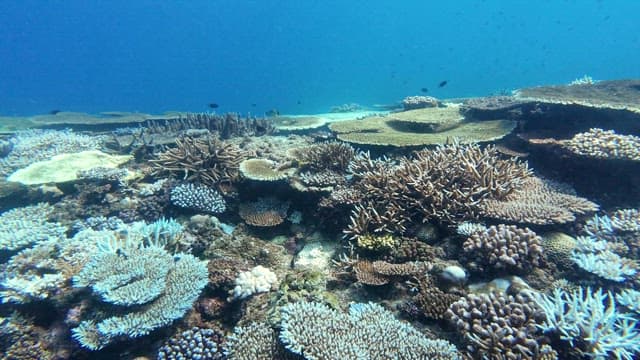 Vibrant coral reef teeming with marine life