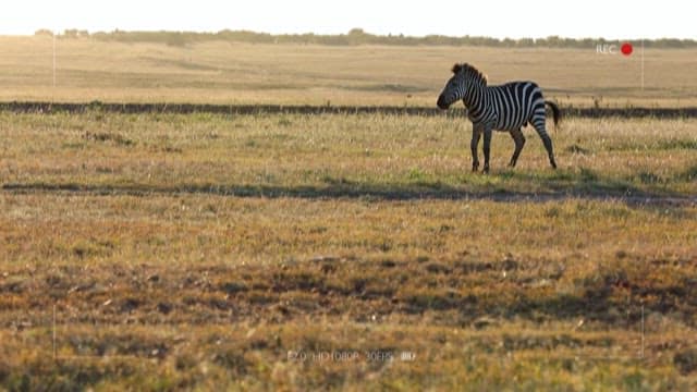 Lone Zebra Roaming in a Vast Field