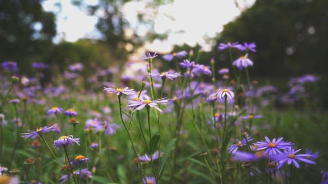 Field of purple flowers in bloom