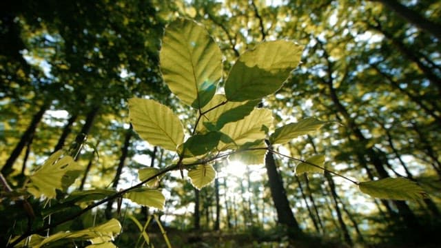 Sunlight filtering through green leaves in a forest