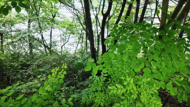 Sparkling waves between the dense trees and leaves in the forest