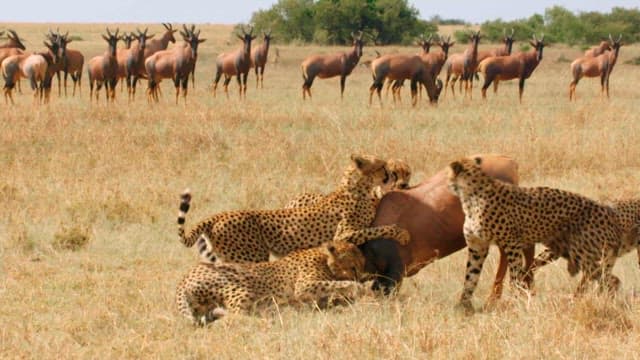 Cheetahs Feeding on Prey in the Wild