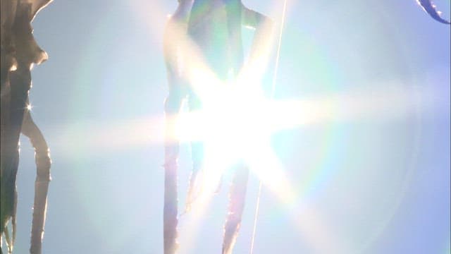 Sunlit Drying Squid on a Coastal Line