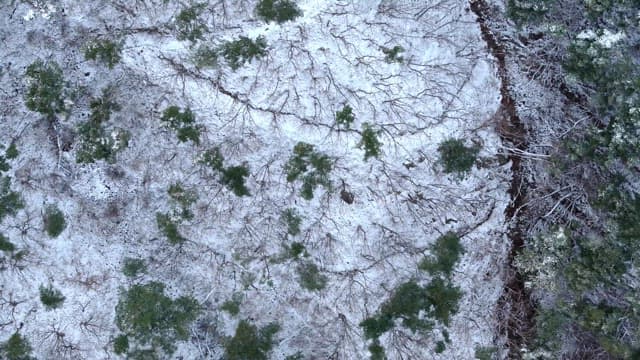 Snow-covered forest with bare trees and greens