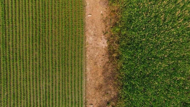 Two Differernt Farmlands Divided by a Dirt Road