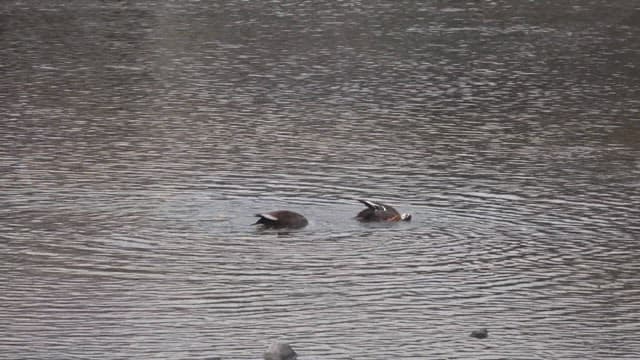 Ducks Swimming in a Calm Lake