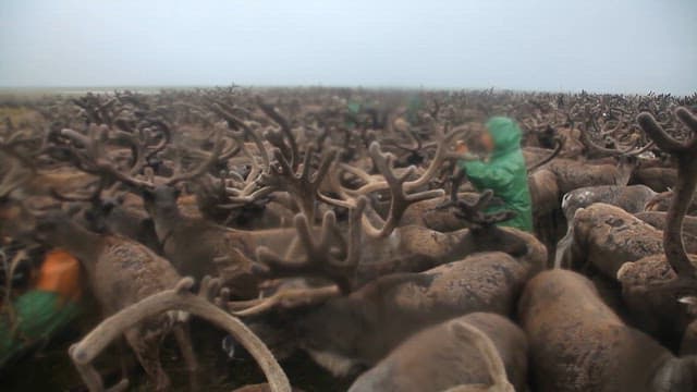 Herder Among Numerous Reindeer