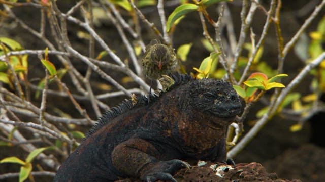 Symbiotic Relationship Between Iguanas and Birds