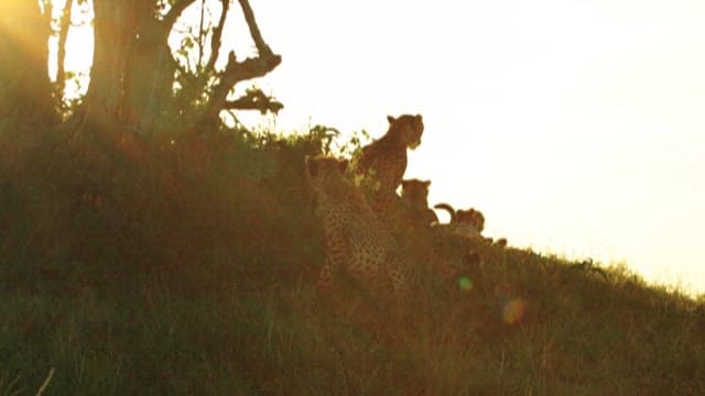 Cheetahs at Sunset on a Grassy Hill