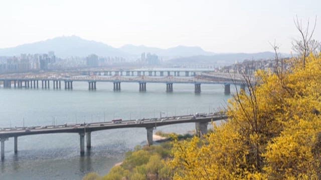 View of Bridges over a River with Yellow Blossoming Forsythia